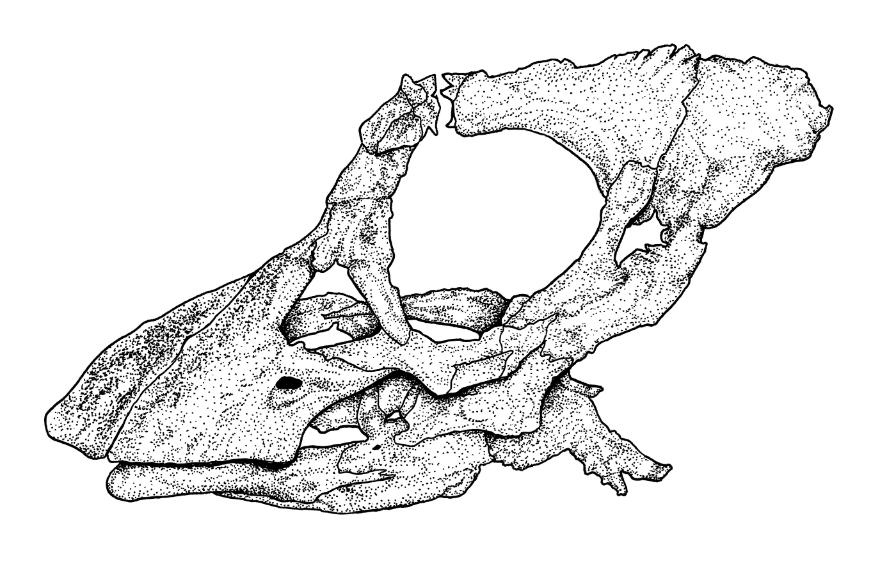 Illustration of a Juvenile Titanosaur Skull by Domenic Pennetta